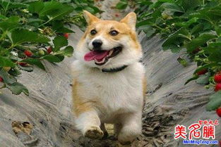 第四节 现代化案例较深度解析