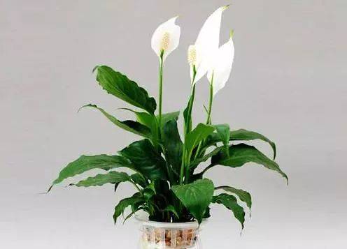 狂野男爵花是否属于风水植物，具有风水寓意？