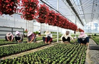 2. 花卉类植物在情感与身体健康状况层面的增益效应