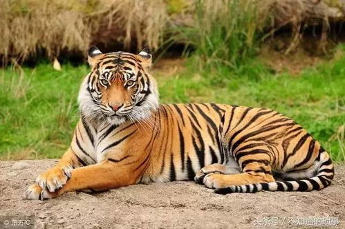 1986年9月出生属虎女性在1986年的感情运势如何？