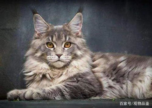 先来看啊咱得先搞清楚一件事：较深色毛≠只有黑色