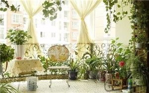 阔叶与针叶植物：辨析其风水象征意义