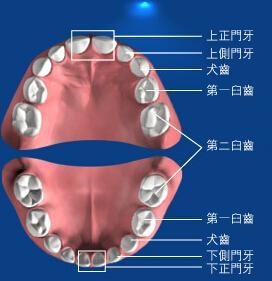 门牙重叠面相（门齿两颗叠在一起）是什么情况？