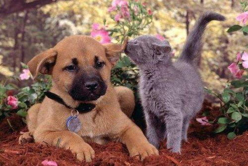 2026年属狗人3月运势中，穿什么颜色衣服能带来好运？