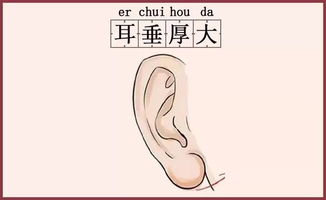 1. 鼻为财帛之宫：蒜头鼻的财富象征意义