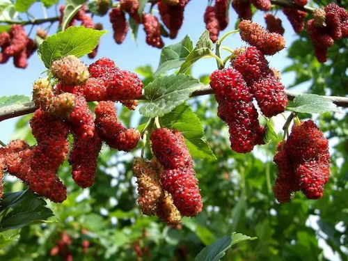 阳台种植桑葚会对家居风水产生哪些不利影响？