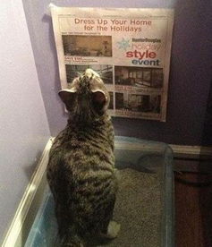 堪见猫拉屎难道预示着有什么不祥之事即将发生吗？