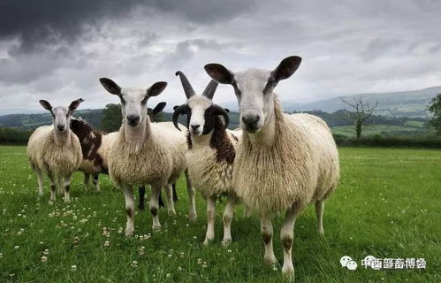 属羊女性如何布置风水，才能让猪和羊的属性相得益彰？