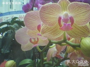 蝴蝶兰——身体健康状况生活之暗喻