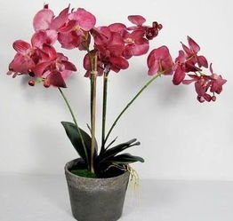 午马：东方布局与太岁冲犯的规避