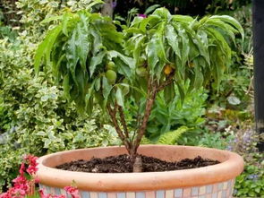 适合在自家庭院种植的果树有哪些推荐？