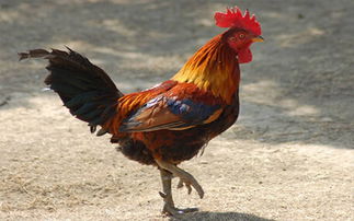 1957年属鸡的人究竟属于什么命，命运有何特点？