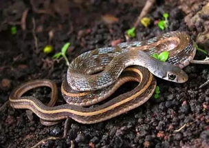 蛇在风水学中的多重象征意义