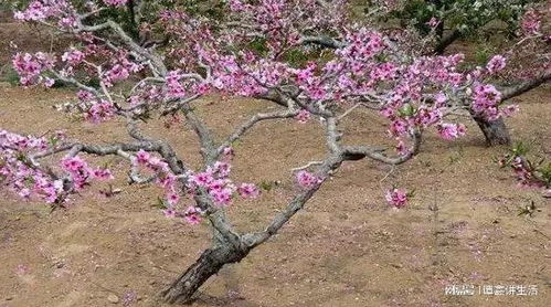 在房前种植桃树会影响家宅风水吗？