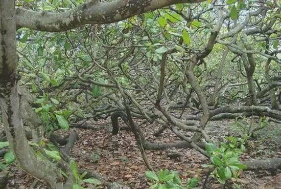 1.1 避免种植在正门前方