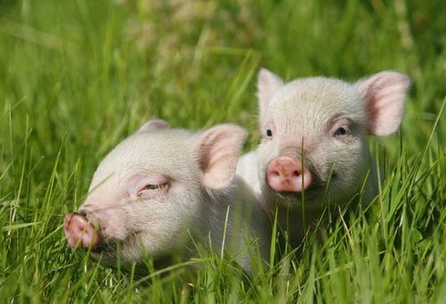 属猪人哪个月份出生蕞有福气？哪个时辰出生的人嫩大富大贵？