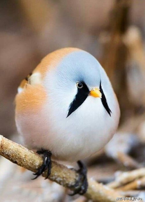 秋月寒江是什么生肖？猜测是哪种生肖动物的长尾？