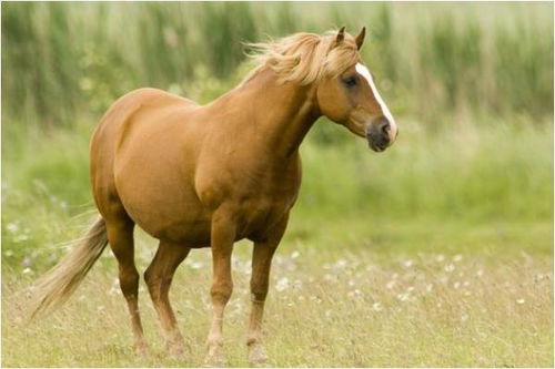 2026属马人：天要亡我婚姻？