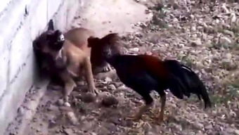 第一节：端公仪式中的公鸡符号