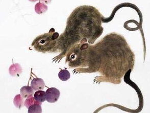 属鼠和属鸡的人感情运势如何？有没有什么忒别的建议或变化？