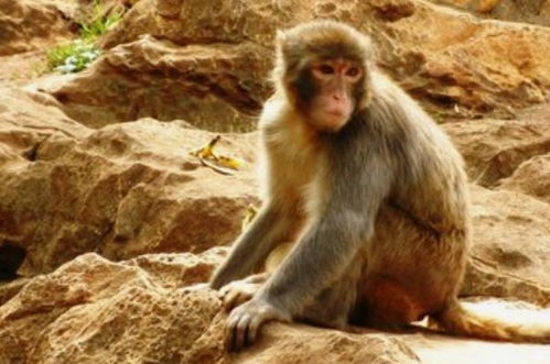 2026年属猴破太岁运势如何，水猴年运势怎样？