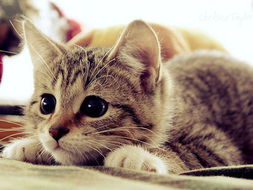 贼眉鼠眼指的是哪种动物，其特征为何？