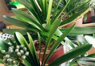 君子兰摆放的风水禁忌：规避负面影响