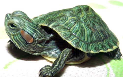 梦见乌龟跑得如此迅速，这究竟预示着什么深层的含义呢？