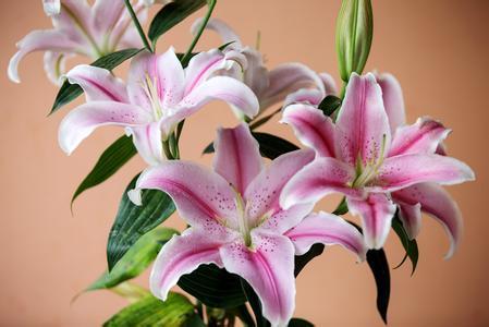 香水百合的花语究竟象征着什么美好寓意？