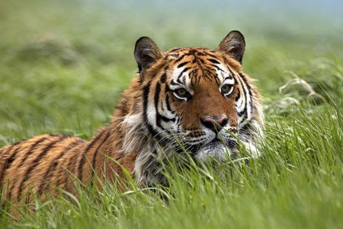 属虎六月初三出生的人命运如何，六月出生对属虎人好吗？