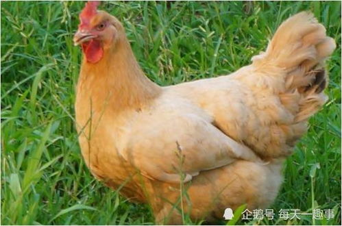 2026年属鸡已婚男性在2026年的婚姻状况如何？