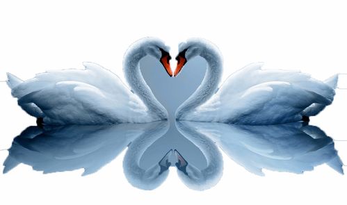 梦见小天鹅预示着什么吉祥或不幸的征兆呢？