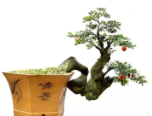 2．干培法的持久性优势