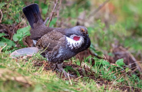 2026年属鸡81年出生的人运势如何？
