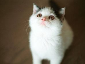 2.2 狮子座：大型吸猫现场