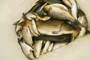 我梦见男朋友抓到了一条鱼，这是不是预示着什么好事要发生呢？