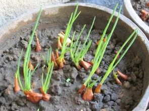 在家楼上种植葱，这样的风水布局有什么讲究吗？