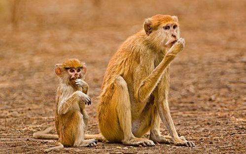 80年属猴女性2026年适合投资或做什么生意能赚钱？