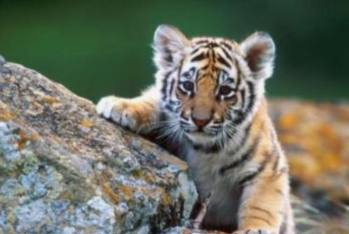 2026年2月属虎搬家选择哪几天为吉日呢？