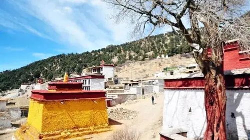 #拍照技巧# #不怕被拍成“枯枝怪”#