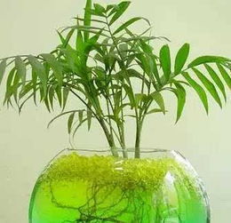 吉祥植物的正面磁场与实用价值