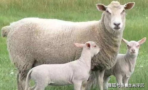 属羊人的桃花位究竟位于哪个方位？哪一方最旺？