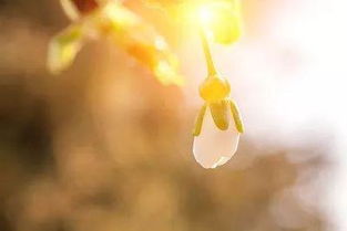二、天喜星入命：平简单近人的魅力磁场