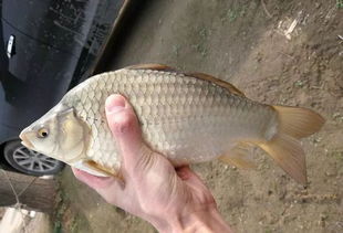 鲫魚与家庭和谐