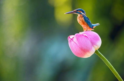 （三） “晒红绿”习俗与风水学中的除秽驱邪