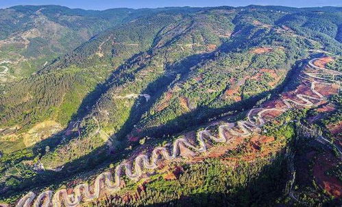 塔尔根林场的奇迹？还是噩梦？