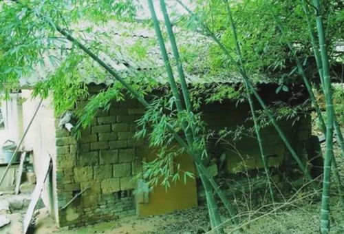 北方地区有生长蒲葵树的风水讲究吗？