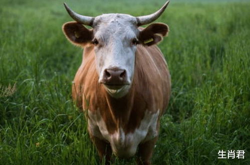 2026年属牛人不宜去哪些方位？2025年属牛人最佳方位又在哪里？