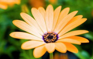 六月份哪些日子特别适合出行或庆祝？