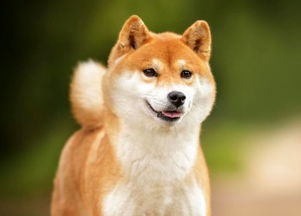 1994年属狗人2026年哪个月份结婚最吉利？